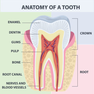 vector image showing yellow dentine layer under tooth enamel