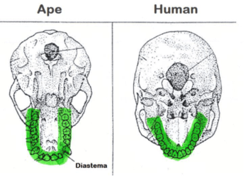 ape teeth vs human teeth