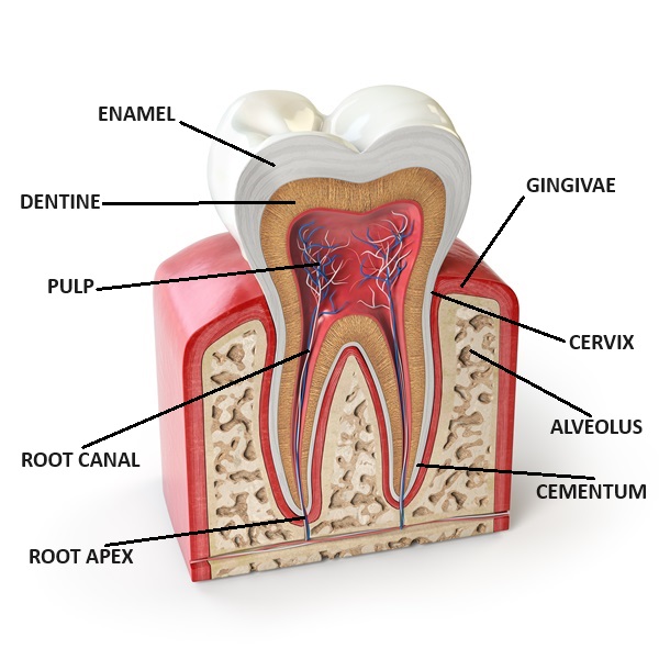 Dental tooth anatomy.